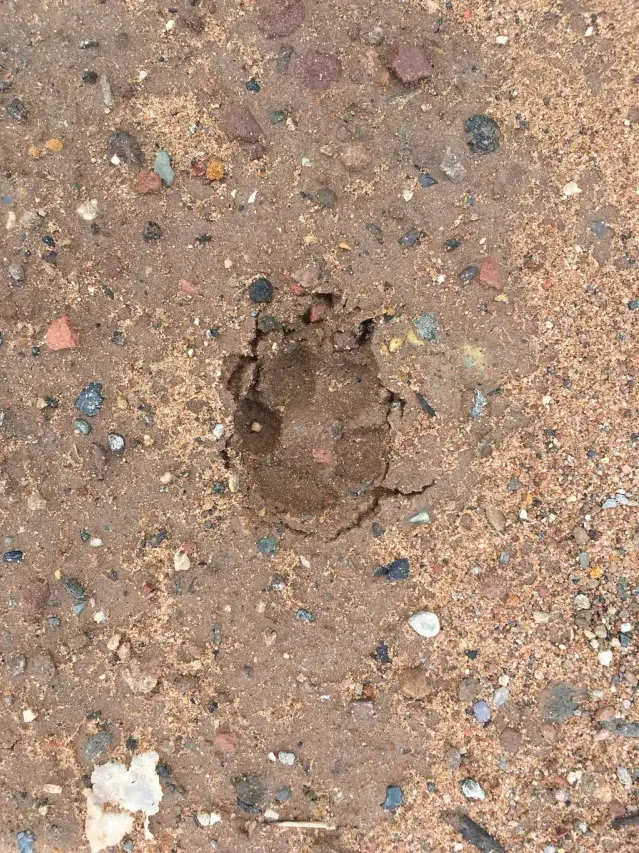 Tracks of Feral cat