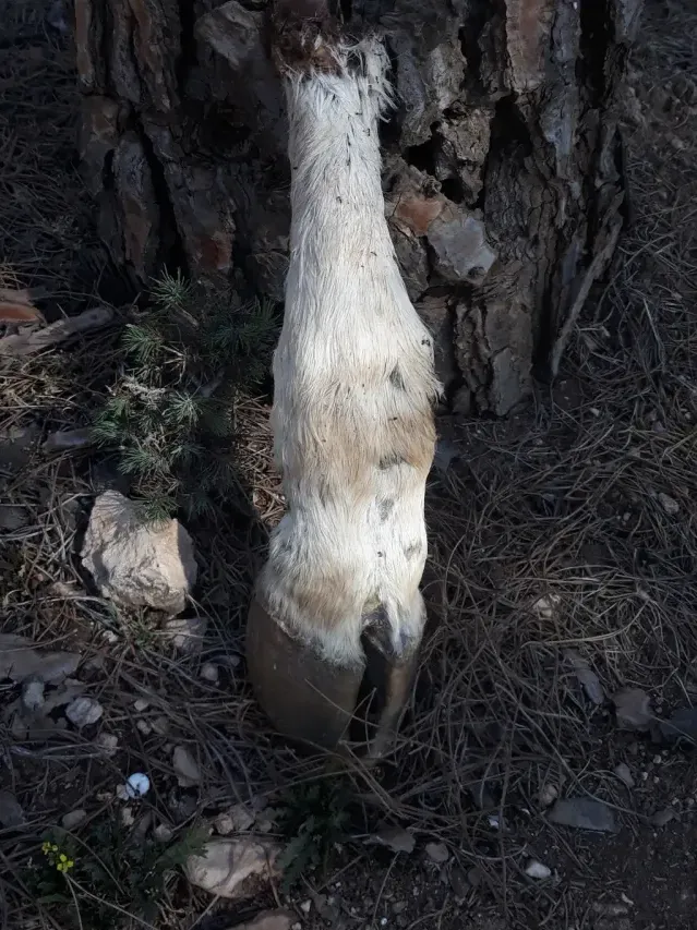 Spår efter Feral cattle (scrub bull)