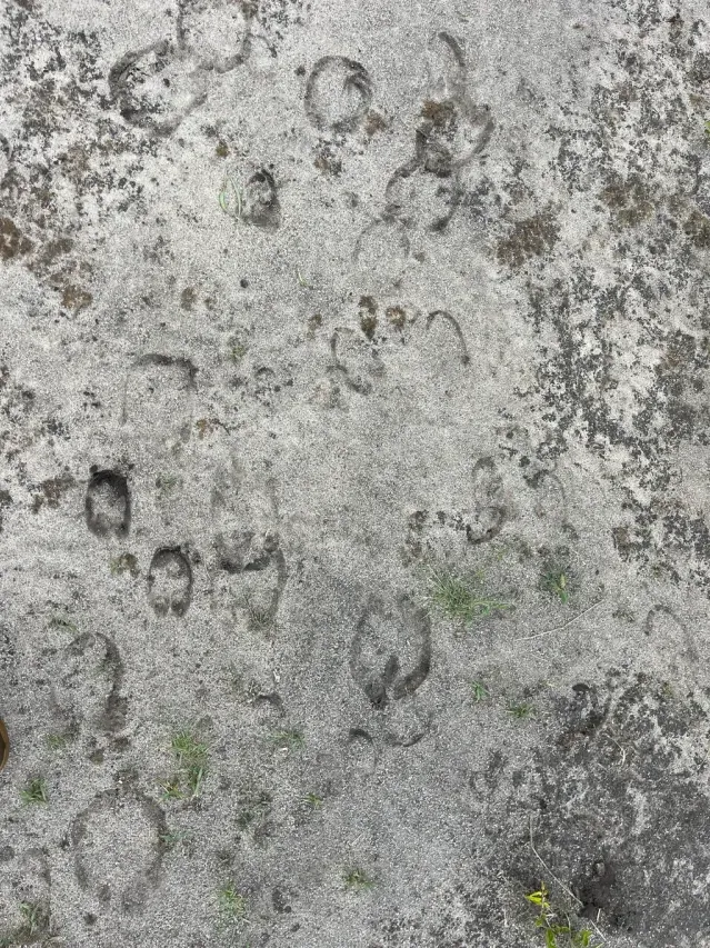 Spår efter Giraff