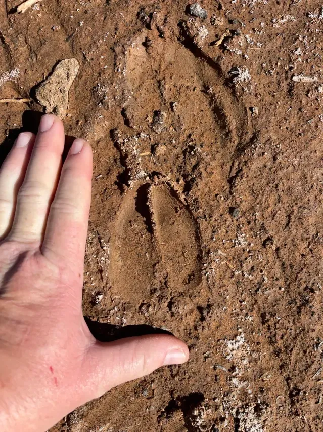 Tracks of Greater kudu