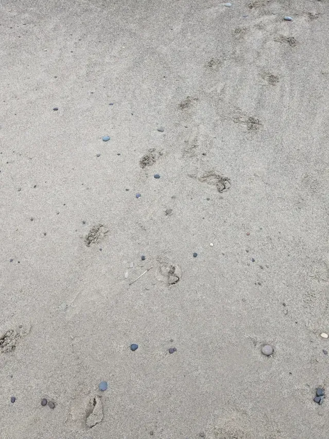 Tracks of Grey seal