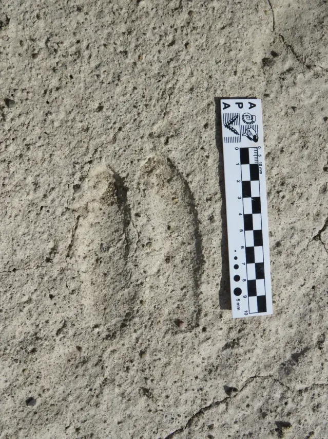 Tracks of Guanaco