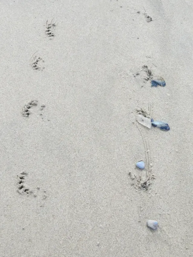Tracks of Harbour seal