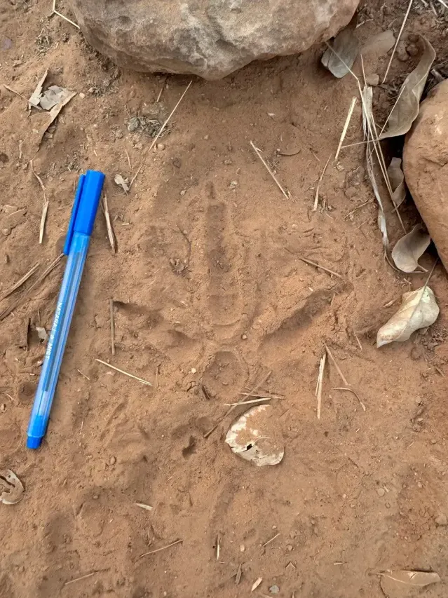 Tracks of Indian peafowl