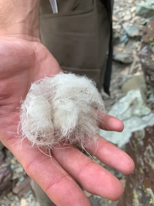 Tracks of Mountain goat