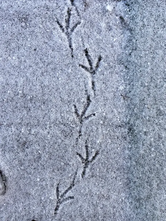 Spår efter Spetsstjärtad duva
