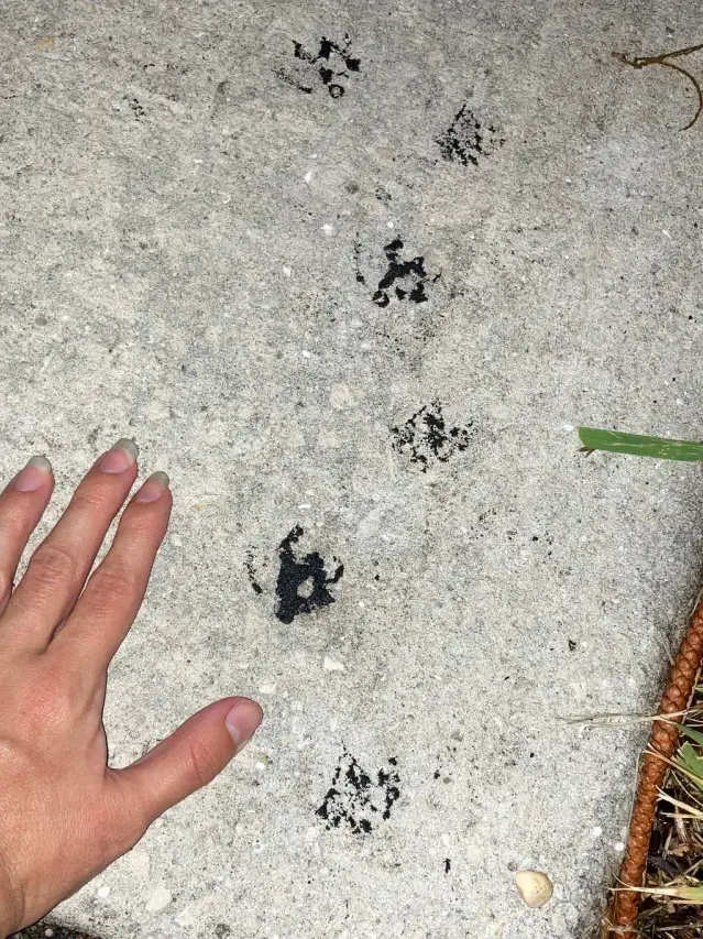 Tracks of Muscovy duck