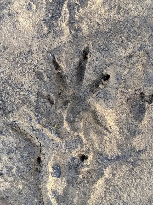 Tracks of Muskrat