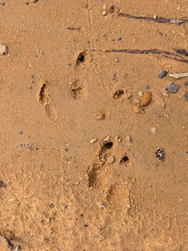 Tracks of Nine-banded armadillo