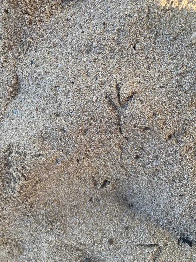 Tracks of Red junglefowl