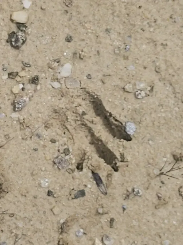 Tracks of Red-rumped agouti