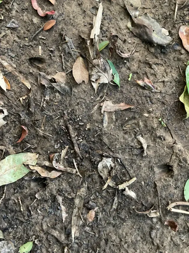 Tracks of Reeves’s muntjac