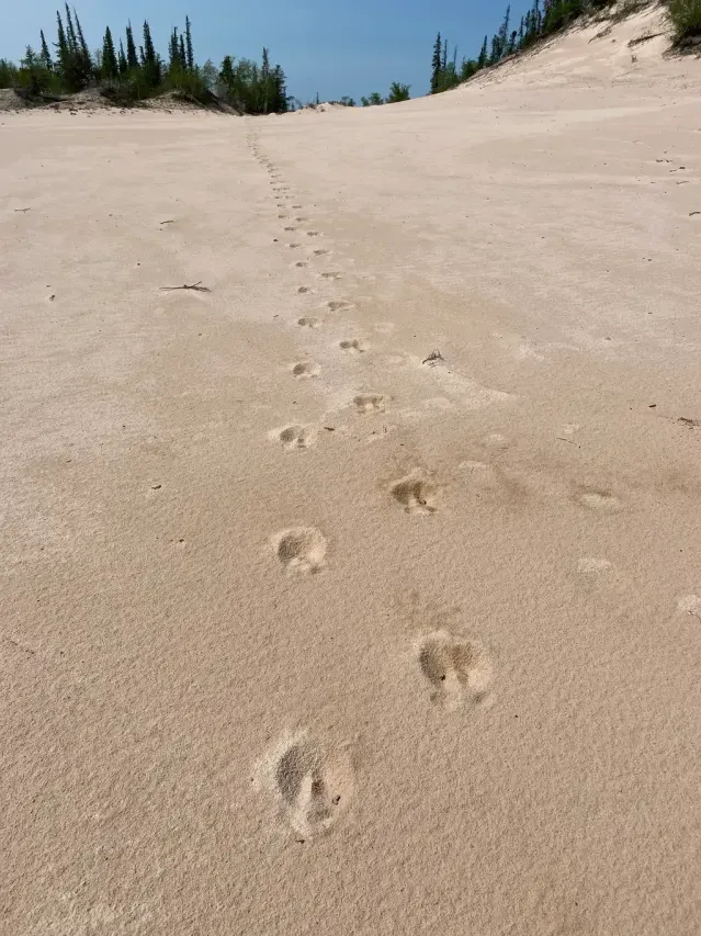 Tracks of Reindeer