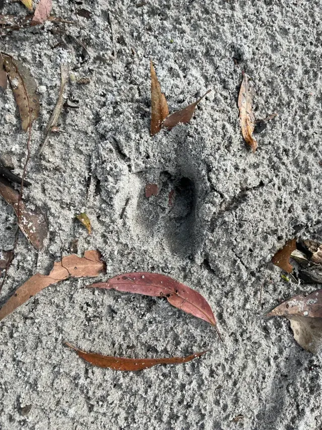 Spår efter Rusa deer
