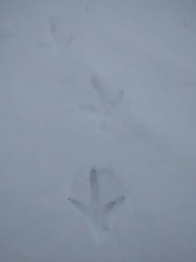Tracks of Greater sage-grouse