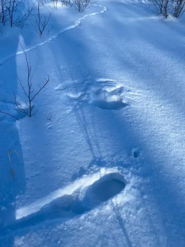 Tracks of Sharp-tailed grouse