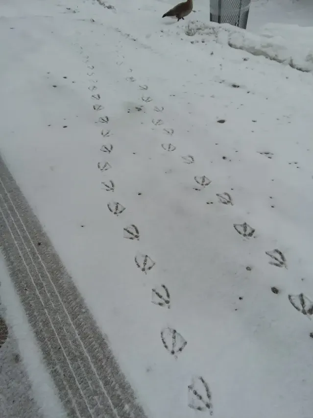 Tracks of Snow goose