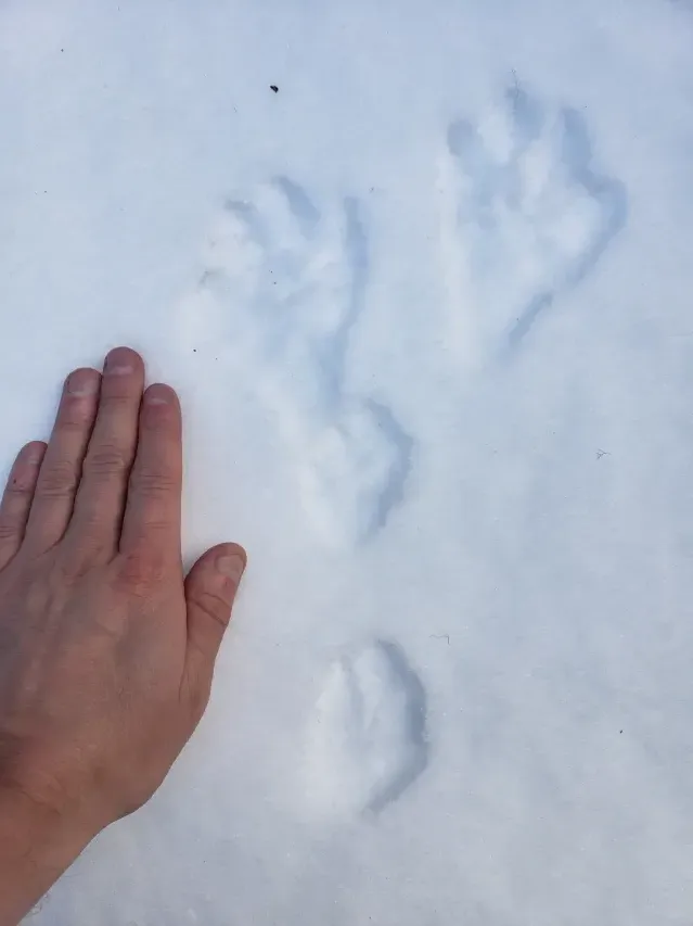 Spår efter Snöskohare