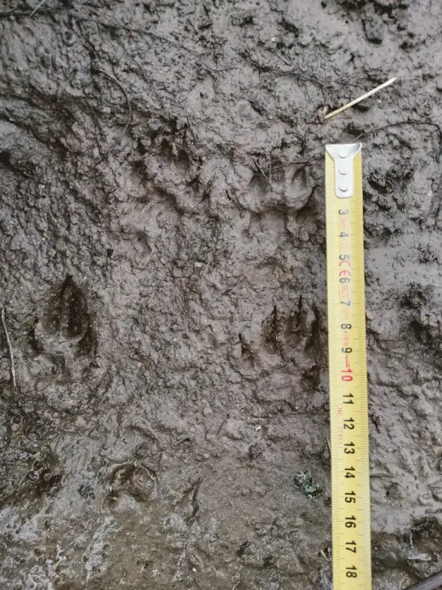 Tracks of Stone marten