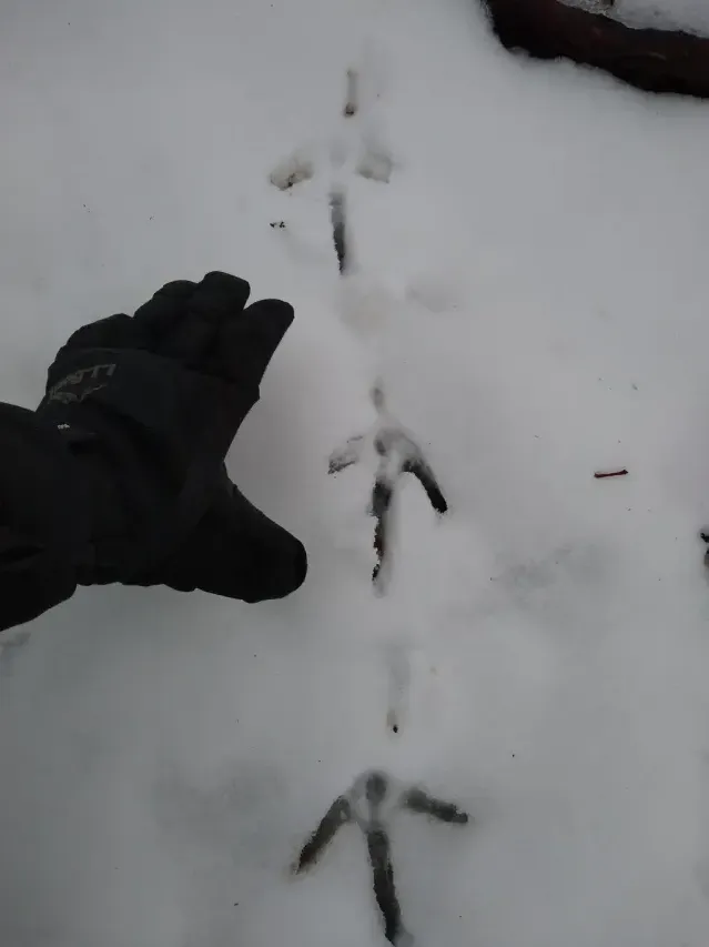 Tracks of Wild turkey