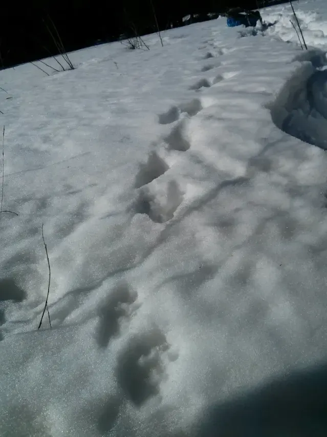 Spår efter Järv