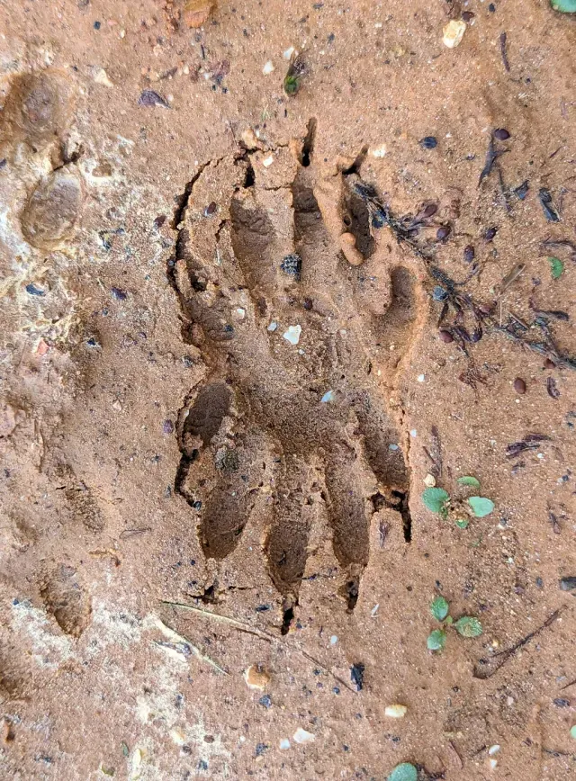 Tracks of Raccoon