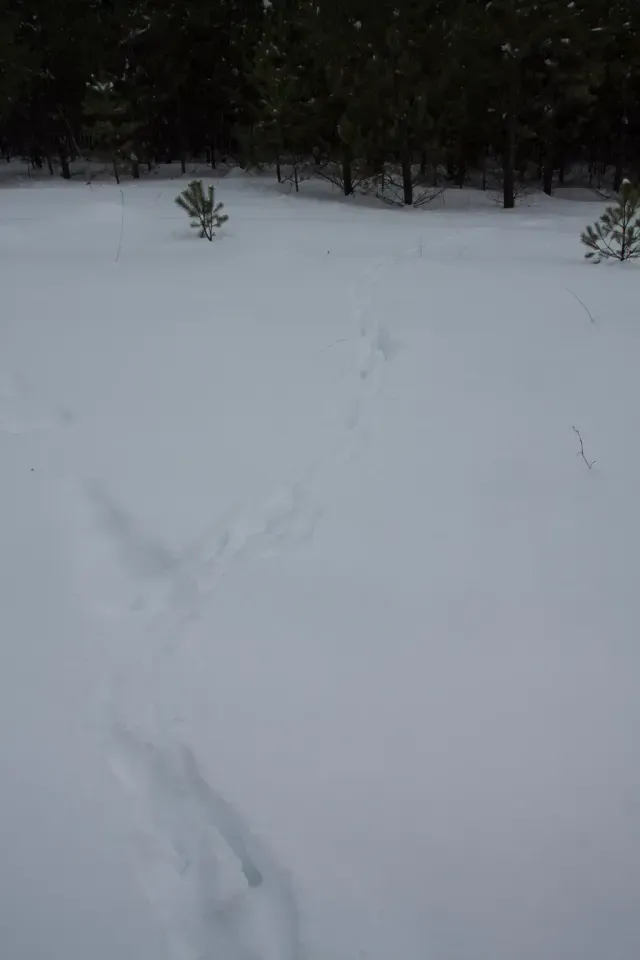 Spår efter Älg