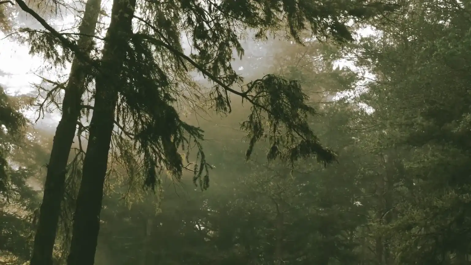 First light falling through a stand of misty pines.