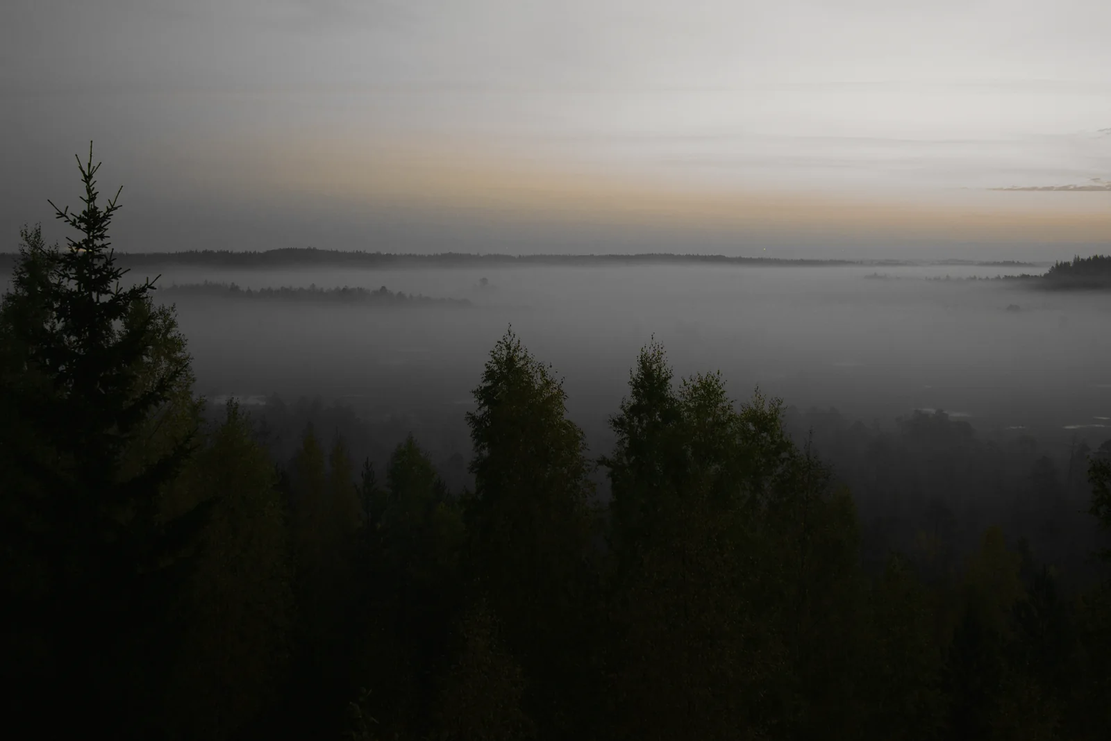 Fog lying in a valley below a treeline before sunrise